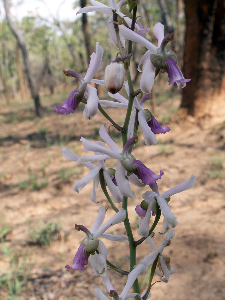 Изображение особи Eulophia livingstoniana.