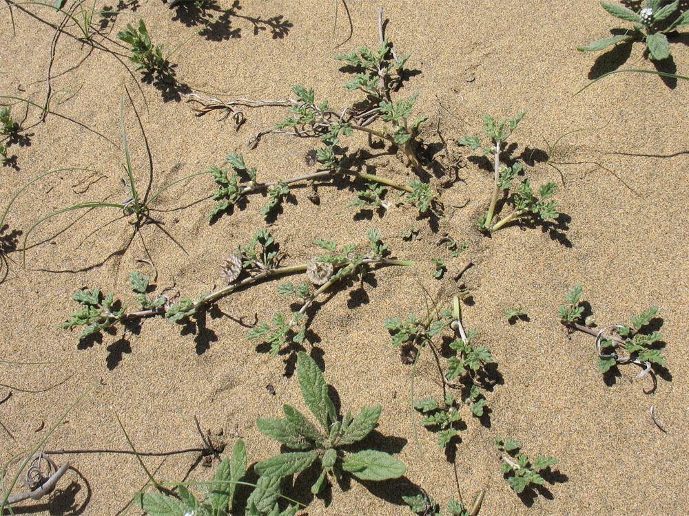 Изображение особи Neurada procumbens.