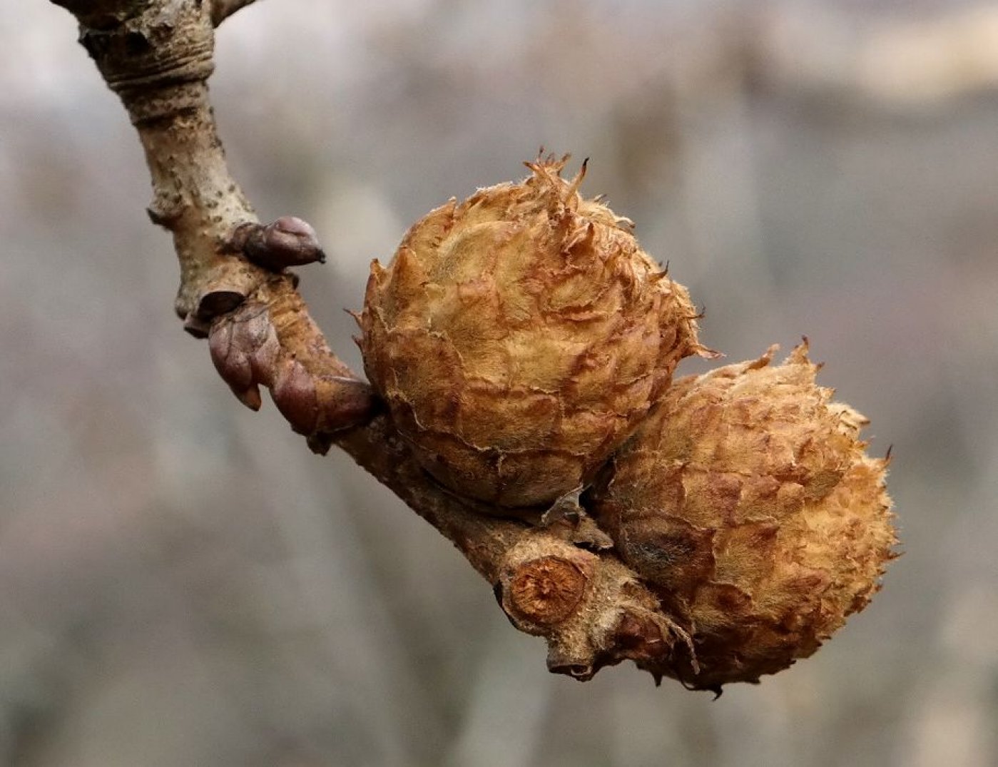 Image of Quercus pubescens specimen.