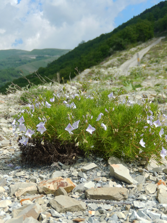 Изображение особи Veronica filifolia.