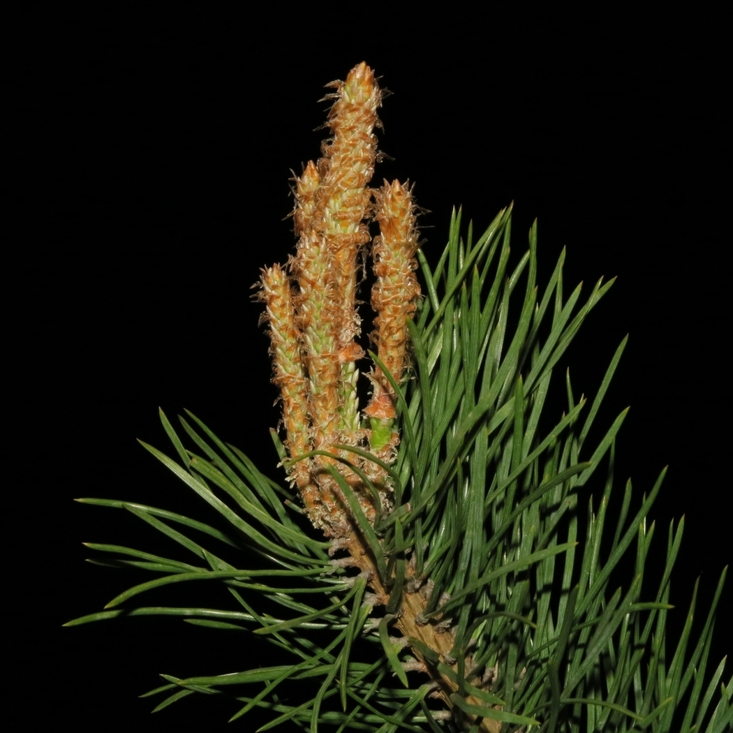 Изображение особи Pinus sylvestris.