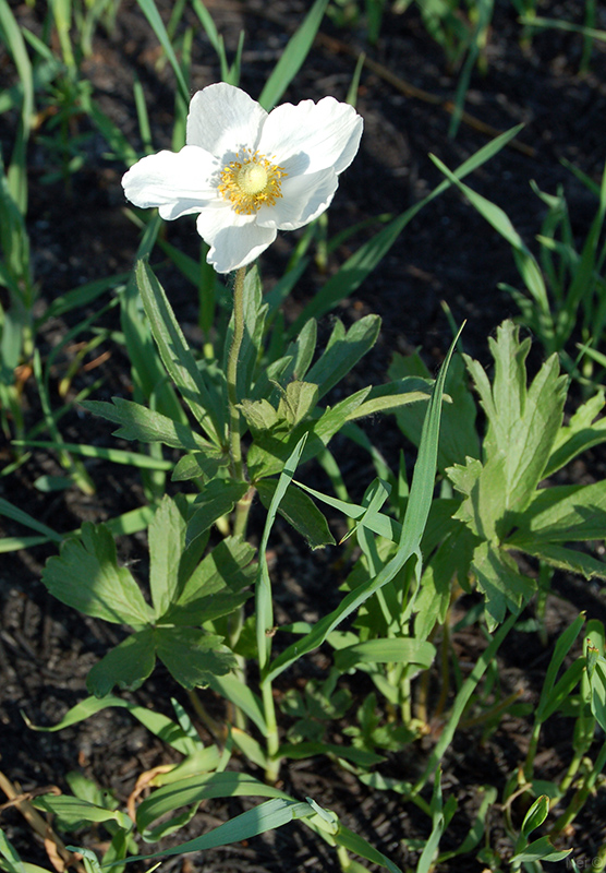 Изображение особи Anemone sylvestris.