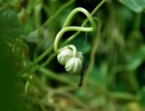 Tropaeolum majus