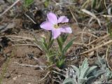 Phlox sibirica