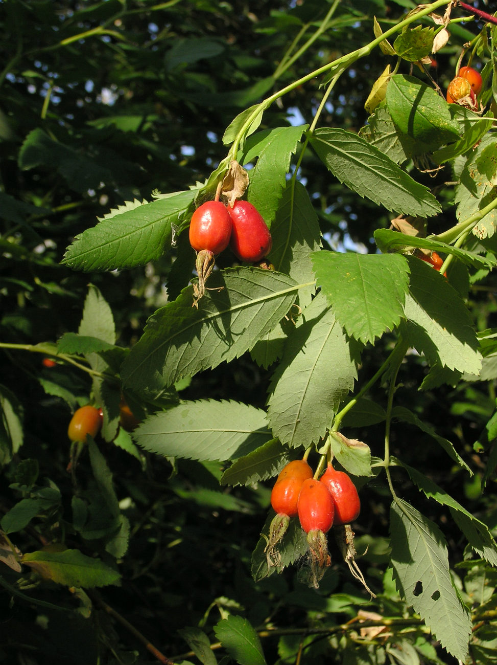 Image of genus Rosa specimen.