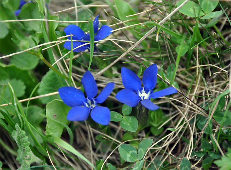 Image of Gentiana angulosa specimen.