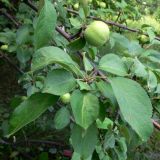 Malus domestica. Ветви с плодами. Челябинская обл., окр. г. Челябинск, Золотая горка, берёзовый лес. 30.06.2014.