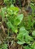 Cerinthe glabra subspecies caucasica. Верхушка цветущего растения. Карачаево-Черкесия, окр. пос. Архыз, хребет Абишира-Ахуба, ≈ 2000 м н.у.м., субальпийский луг. 15.06.2015.