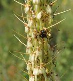 Image of taxon representative. Author is Тамара Риб