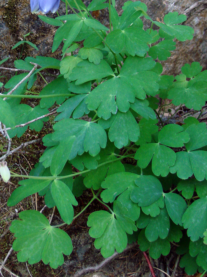 Изображение особи Aquilegia amurensis.