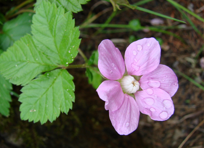 Image of Rubus arcticus specimen.