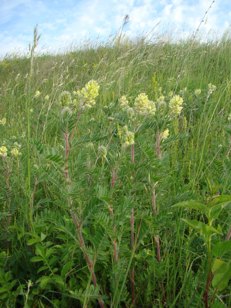 Изображение особи Oxytropis pilosa.