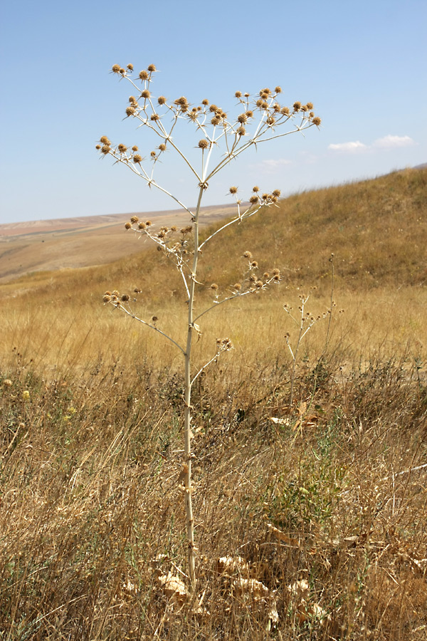 Изображение особи Eryngium macrocalyx.