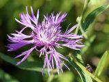 Centaurea jacea. Соцветие. Ленинградская обл., г. Волхов, правый берег р. Волхов, между автомобильными мостами. 06.08.2013.