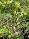 Campanula rotundifolia. Средняя часть генеративного побега. Окр. Томска, опушка соснового леса. 16.08.2009.