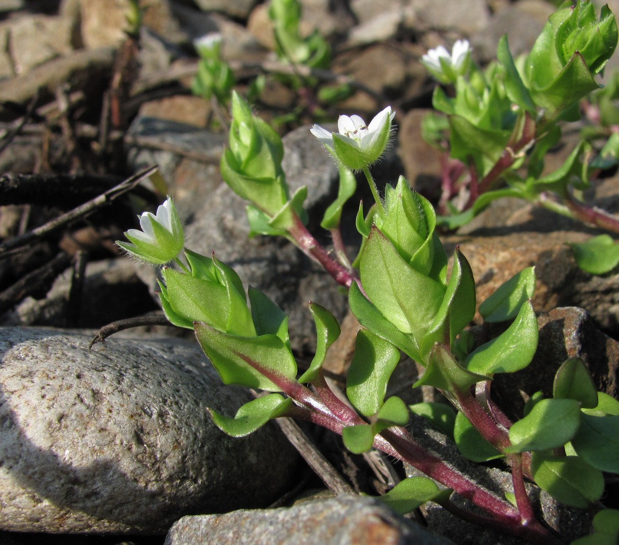 Image of Stellaria neglecta specimen.