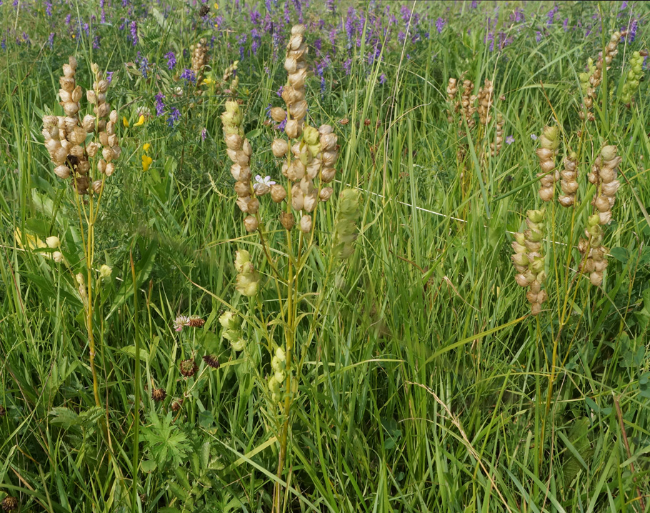 Изображение особи Rhinanthus aestivalis.