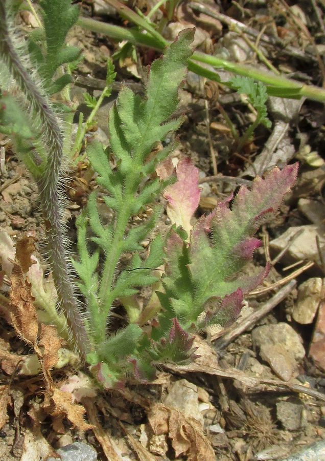 Image of Papaver rhoeas var. strigosum specimen.