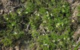 Ranunculus circinatus