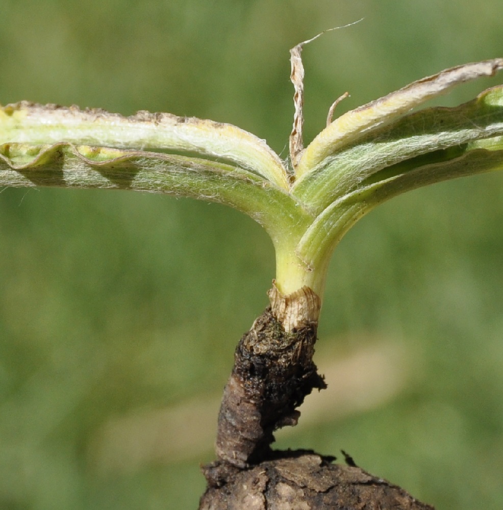 Image of Scorzonera sublanata specimen.