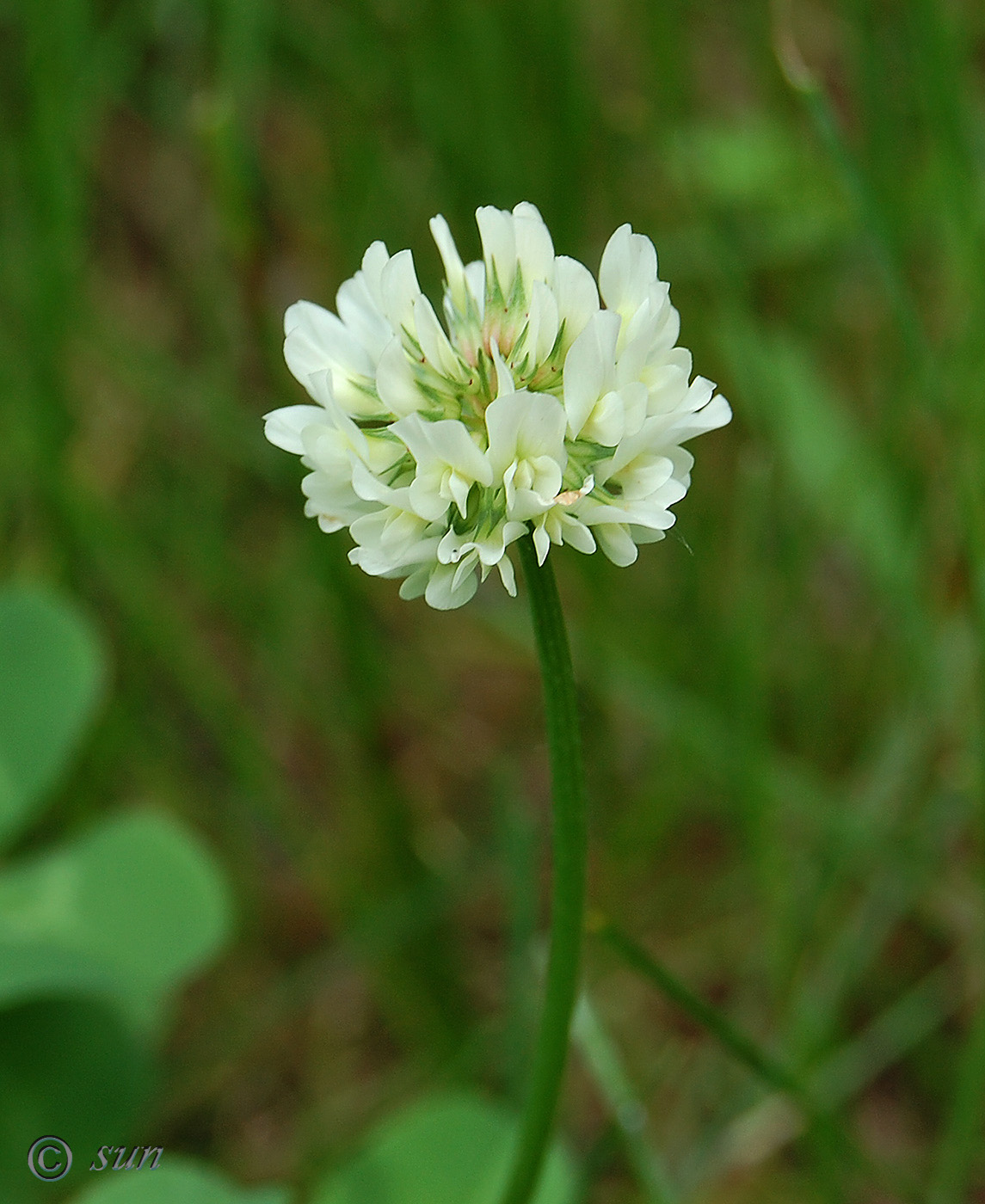 Image of Trifolium repens specimen.