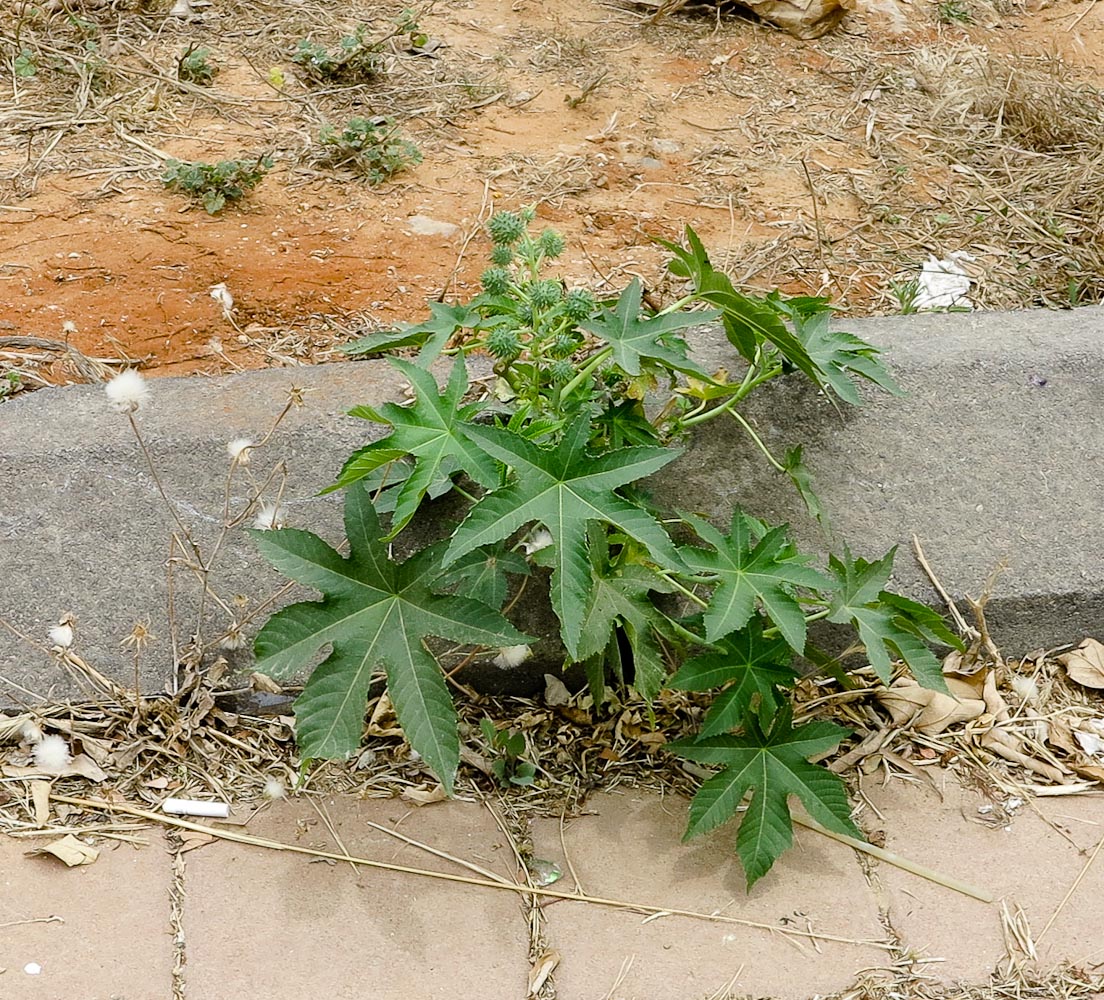 Image of Ricinus communis specimen.