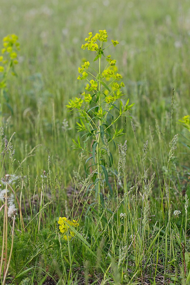 Image of Euphorbia virgata specimen.