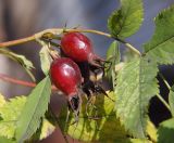 genus Rosa. Зрелые плоды. Санкт-Петербург. 16.09.2009.