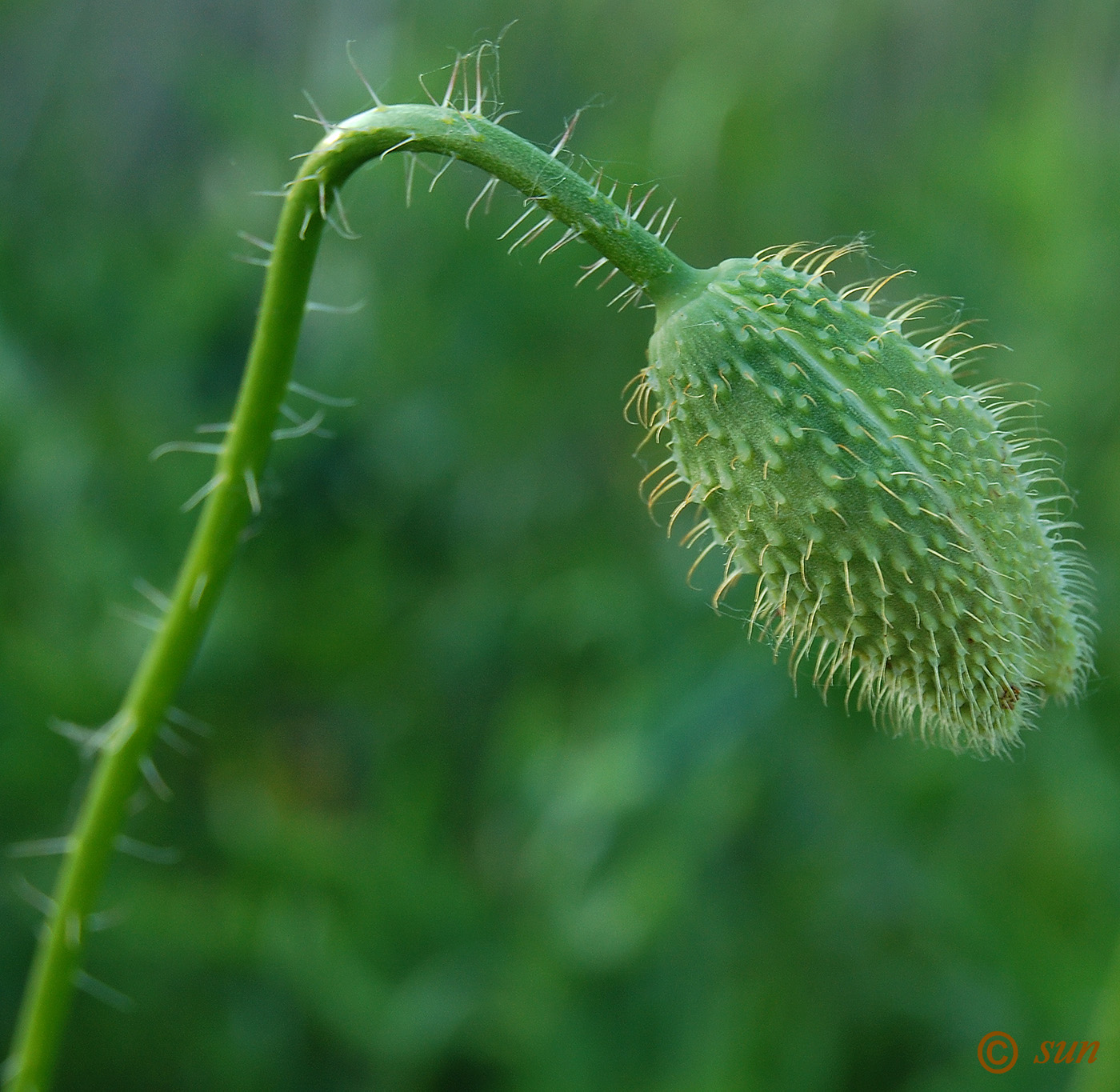 Image of Papaver rhoeas specimen.