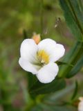 Gratiola officinalis