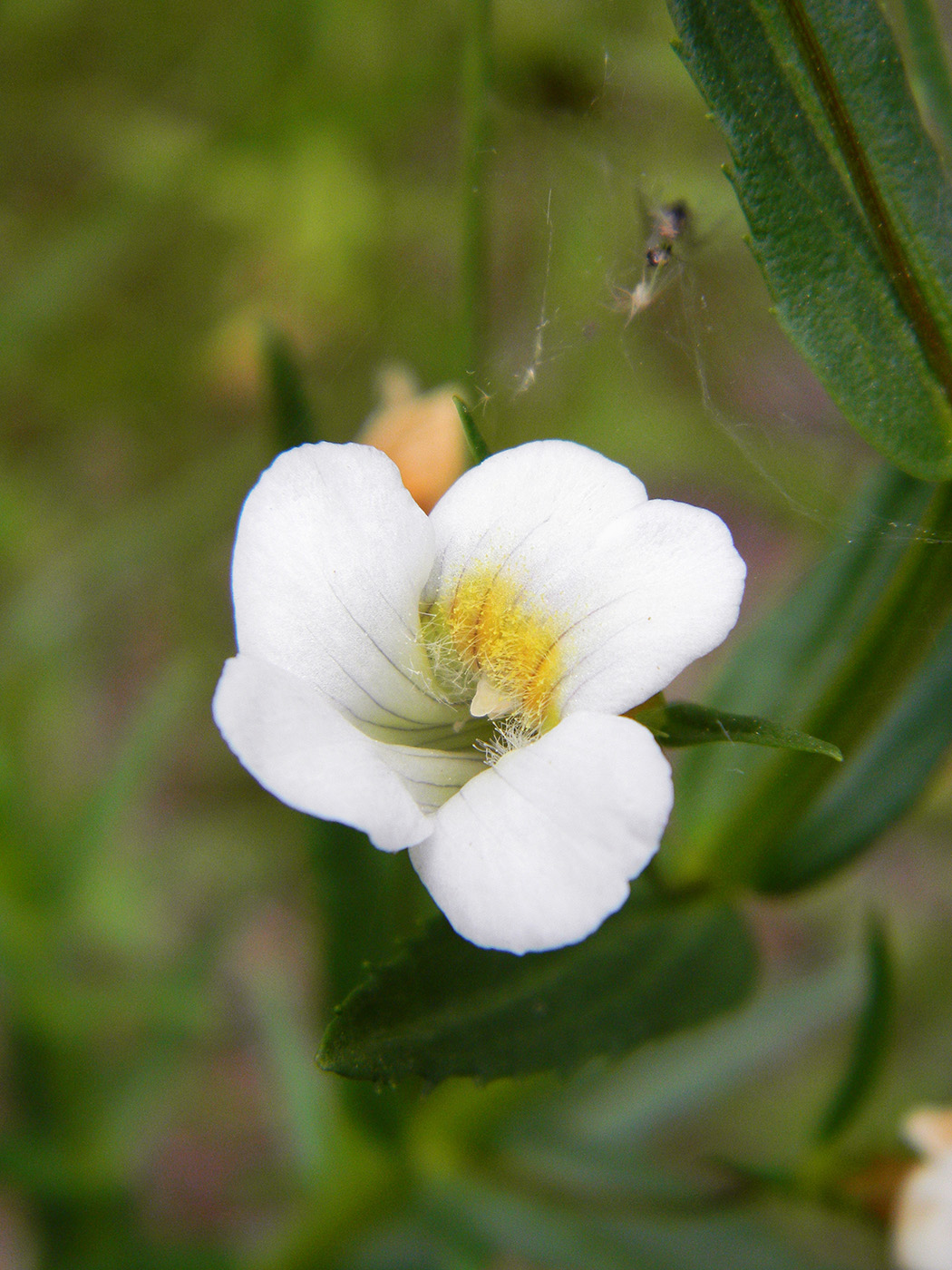 Изображение особи Gratiola officinalis.