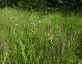 Dactylorhiza incarnata