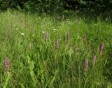 Dactylorhiza incarnata. Цветущие растения. Крым, Байдарская долина, окр. с. Тыловое, влажный луг. 9 июня 2016 г.