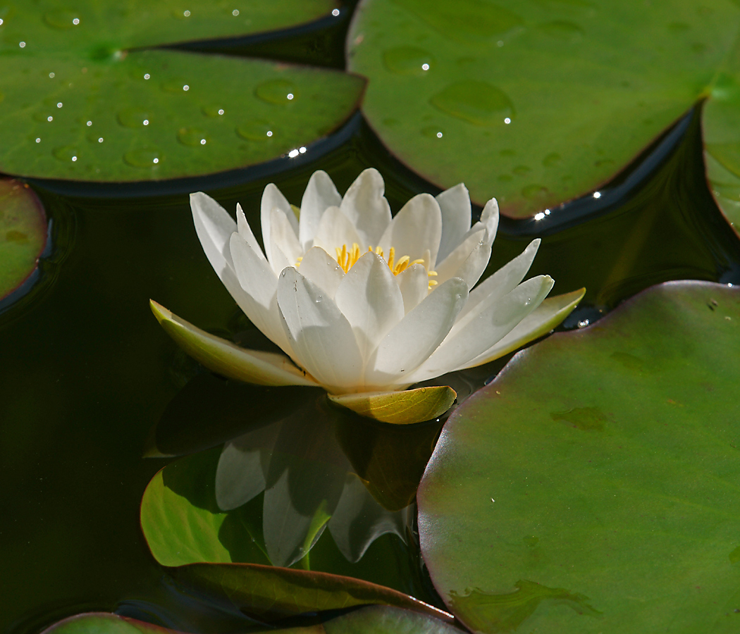 Изображение особи Nymphaea candida.