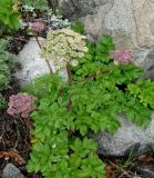 Coelopleurum gmelinii. Цветущее растение. Приморье, окр. г. Находка, Мыс Гранитный, на скалах. 11.06.2016.