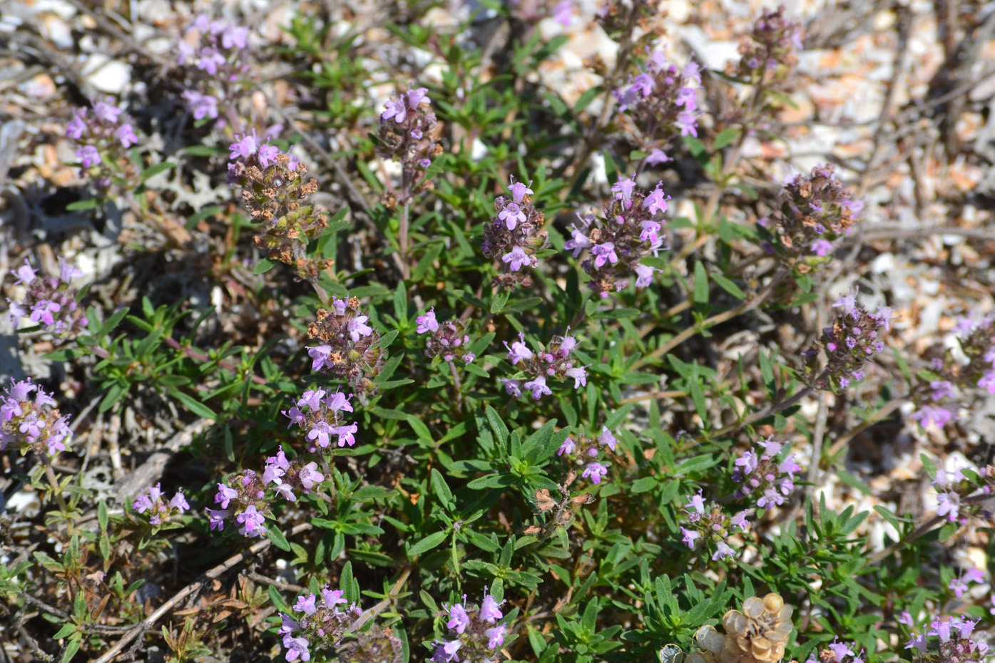 Изображение особи Thymus &times; dimorphus.