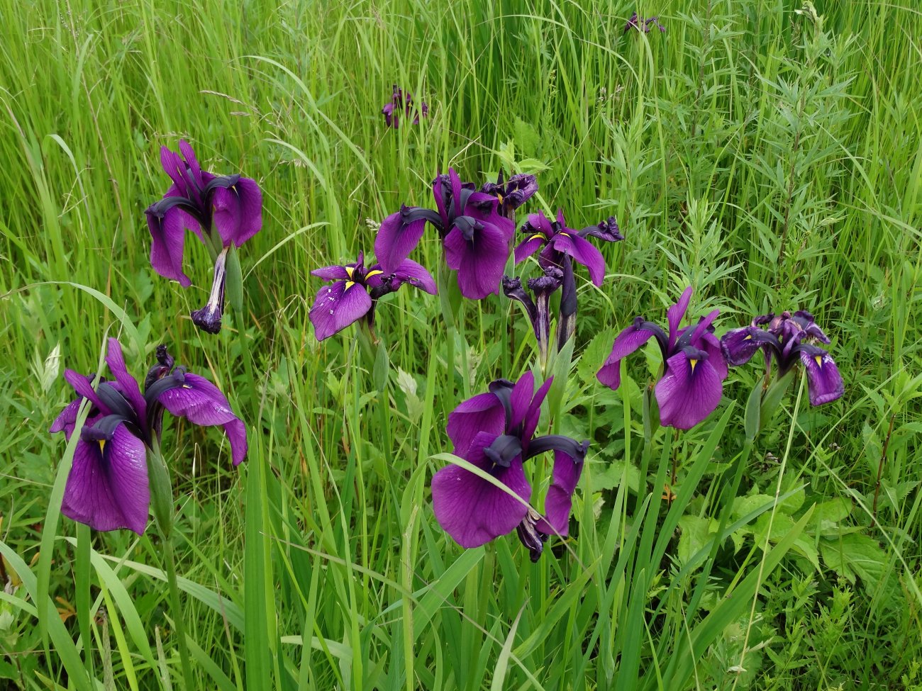 Image of Iris ensata specimen.