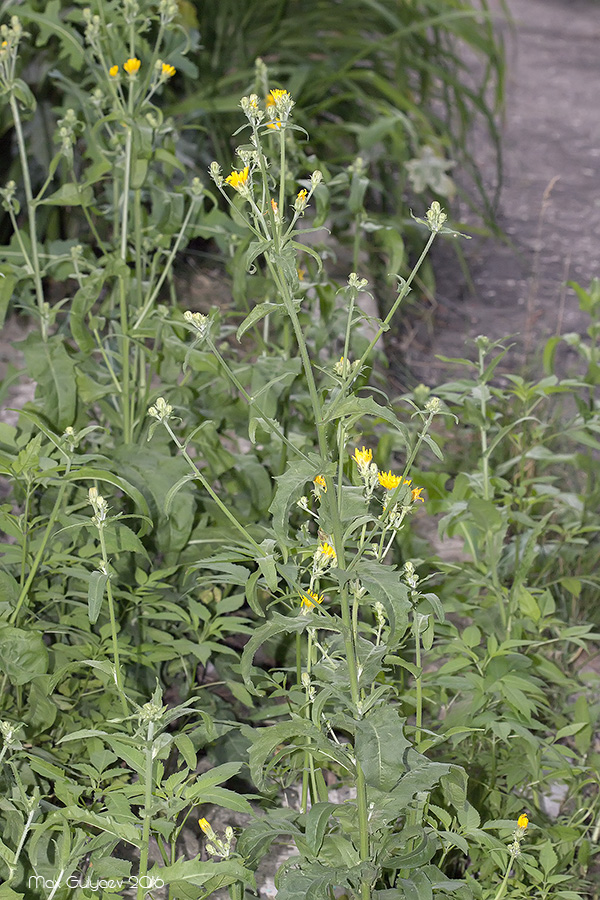 Image of Picris hieracioides specimen.