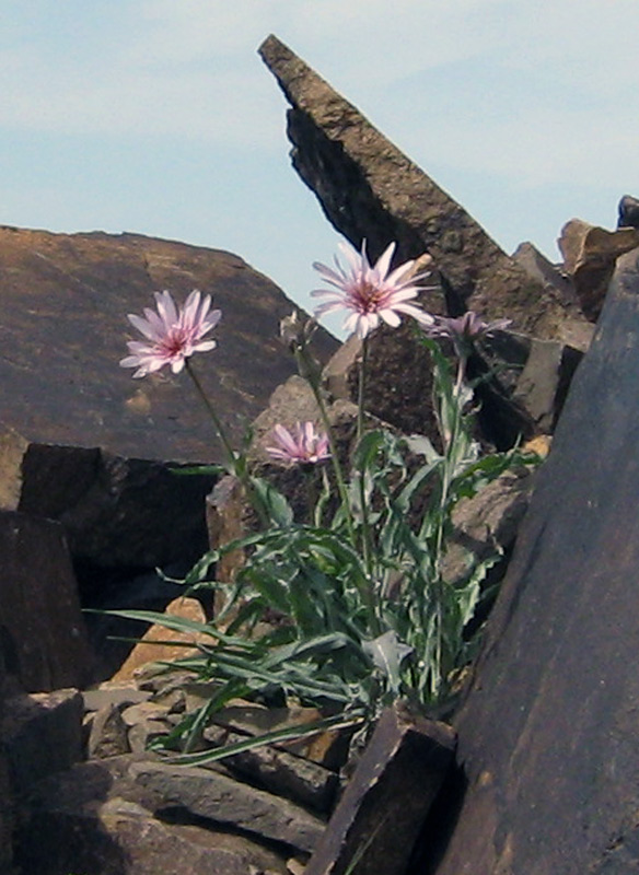 Image of Tragopogon marginifolius specimen.