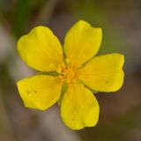 Potentilla anserina subspecies groenlandica. Цветок. Камчатский край, Елизовский р-н, окр. г. Петропавловск-Камчатский, бухта Средняя Лагерная, увлажненный приморский луг.12.07.2016.