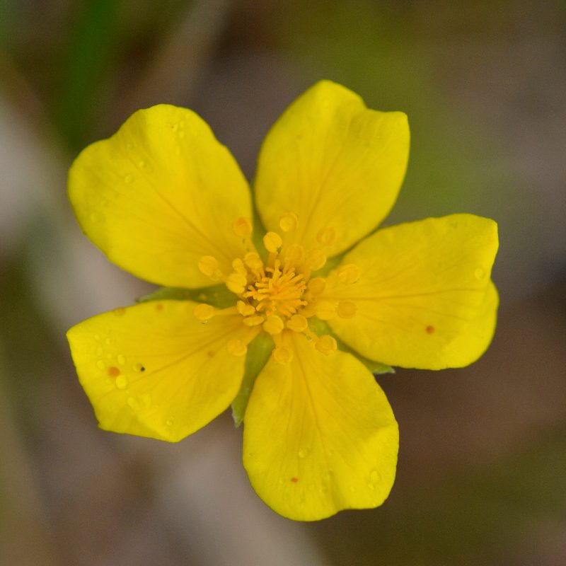 Image of Potentilla anserina ssp. groenlandica specimen.