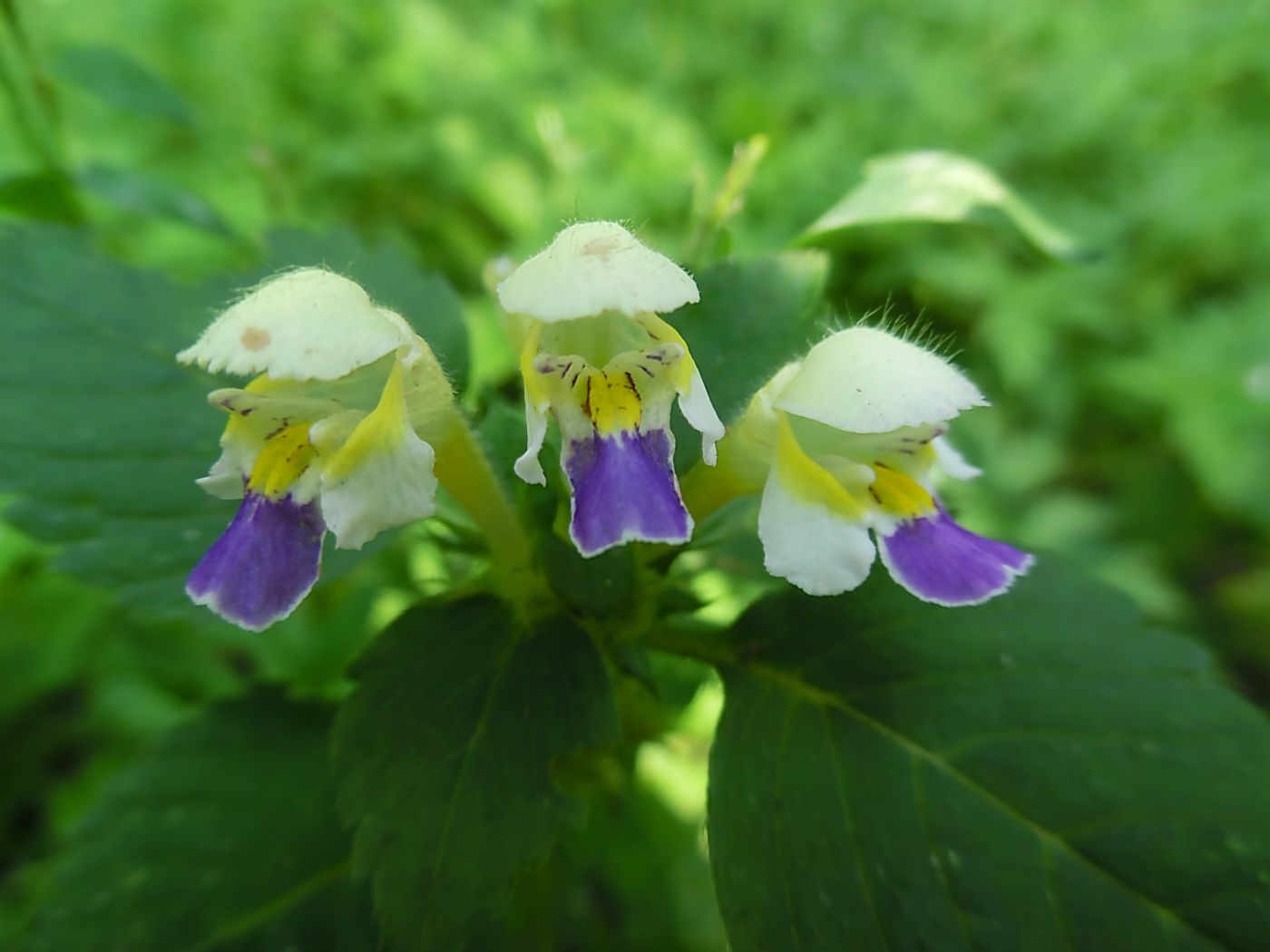 Изображение особи Galeopsis speciosa.