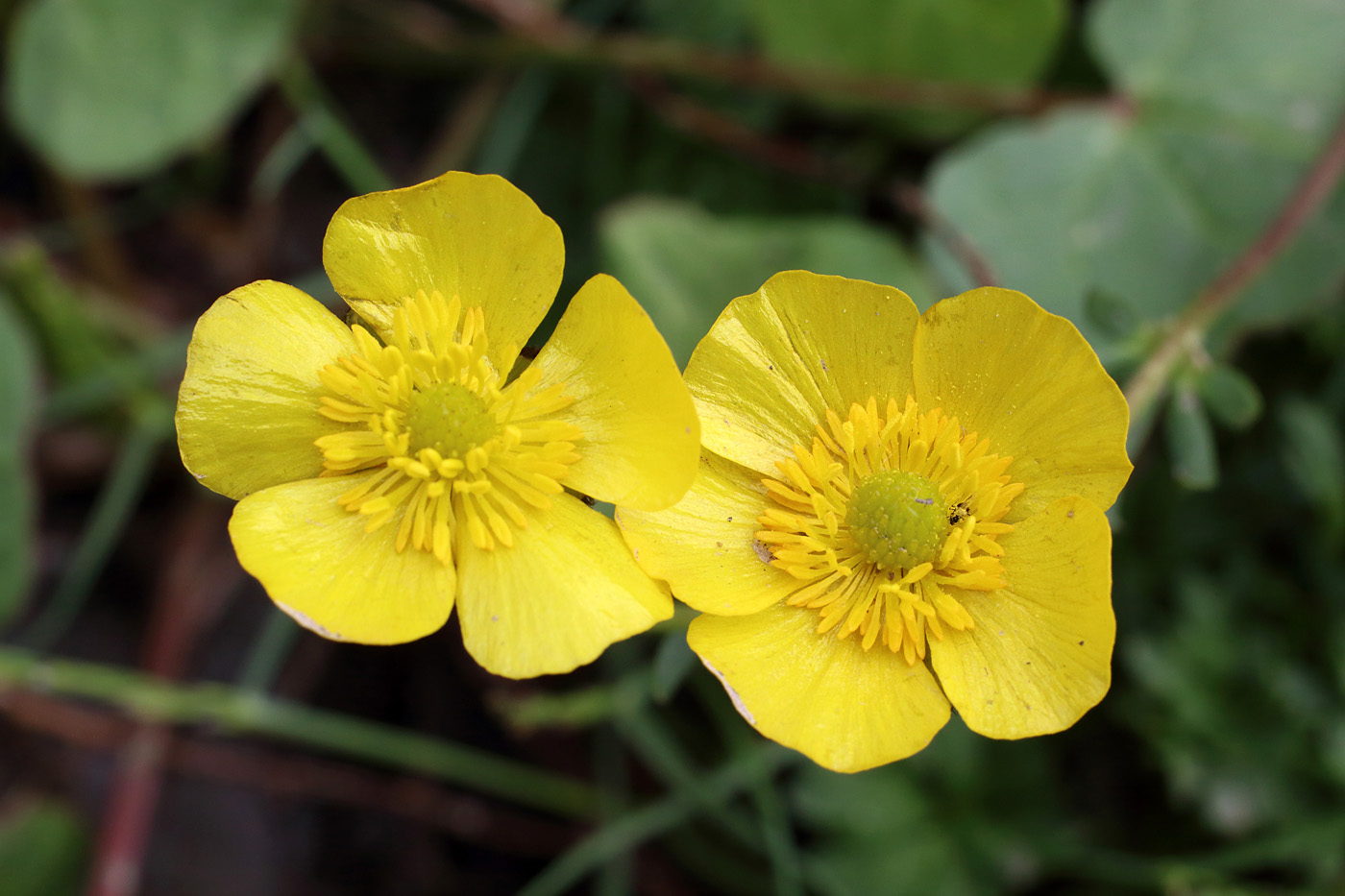 Изображение особи Ranunculus rufosepalus.