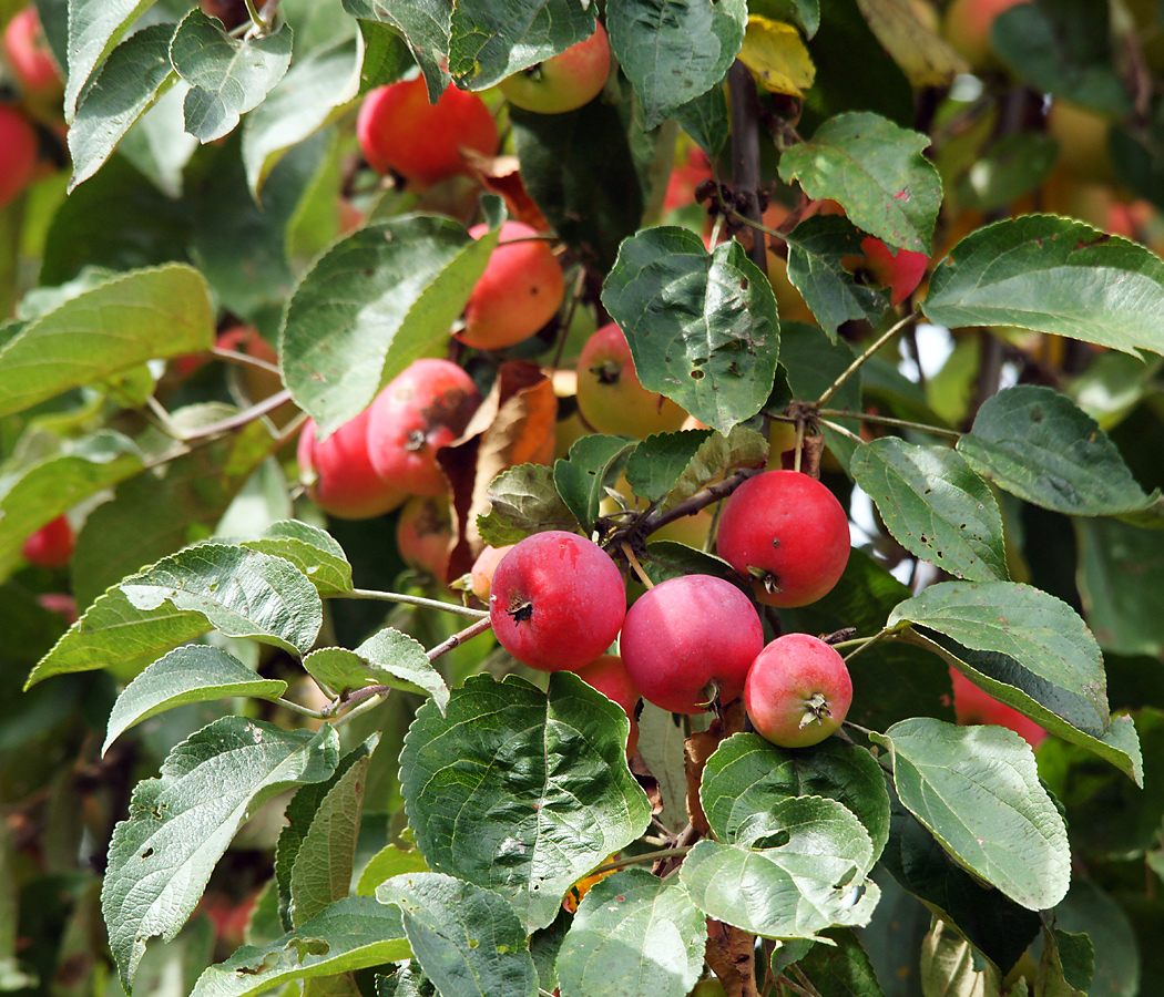Image of Malus prunifolia specimen.