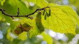 Corylus avellana