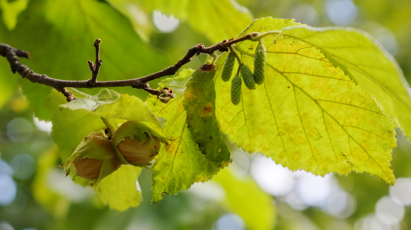 Image of Corylus avellana specimen.