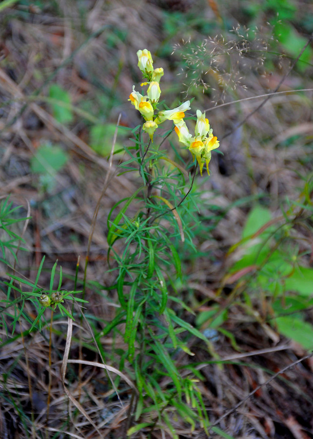 Изображение особи Linaria vulgaris.