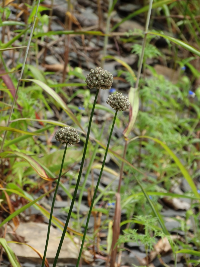 Image of Allium prokhanovii specimen.