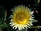 Carpobrotus edulis