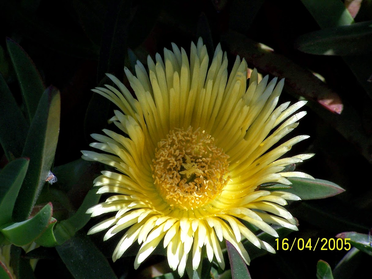 Image of Carpobrotus edulis specimen.